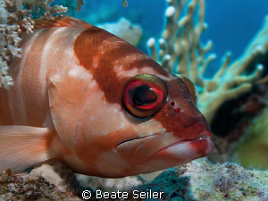 Blacktip Grouper, taken at El Quadim with Canon G10 and U... by Beate Seiler 